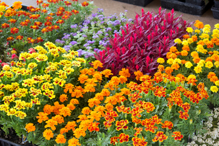 Pink, yellow, orange flowering bedding plants